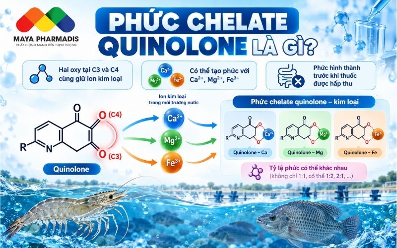 Phức Chelate quinolone là gì