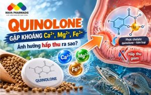 Quinolone và khoáng ảnh hưởng đến hấp thu