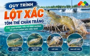 QUY TRÌNH LỘT XÁC TÔM THẺ CHÂN TRẮNG VÀ CÁCH CHĂM SÓC HIỆU QUẢ