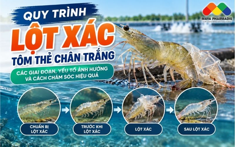 QUY TRÌNH LỘT XÁC TÔM THẺ CHÂN TRẮNG VÀ CÁCH CHĂM SÓC HIỆU QUẢ