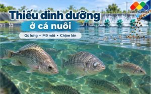 THIẾU DINH DƯỠNG Ở CÁ: DẤU HIỆU GÙ LƯNG, MỜ MẮT, CHẬM LỚN VÀ CÁCH KHẮC PHỤC