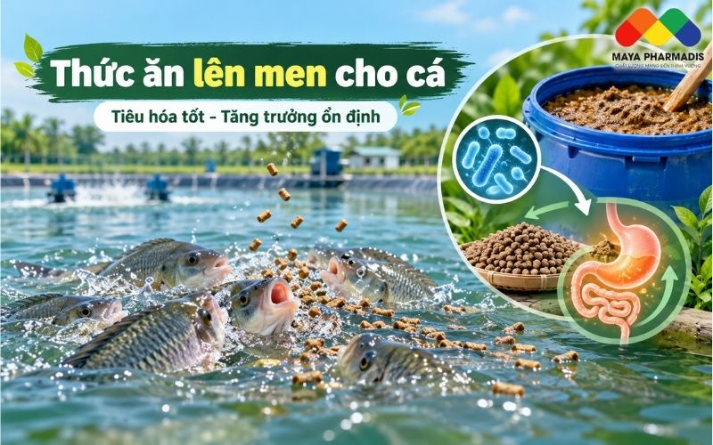 FERMENTED FEED – THỨC ĂN LÊN MEN CÓ THỰC SỰ TỐT CHO CÁ?