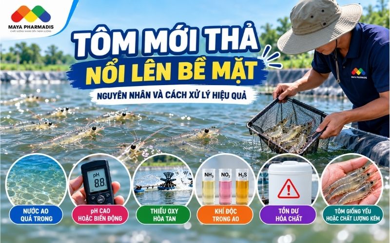 Tôm mới thả nổi lên bề mặt