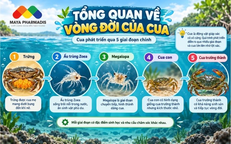 Tổng quan về vòng đời cua