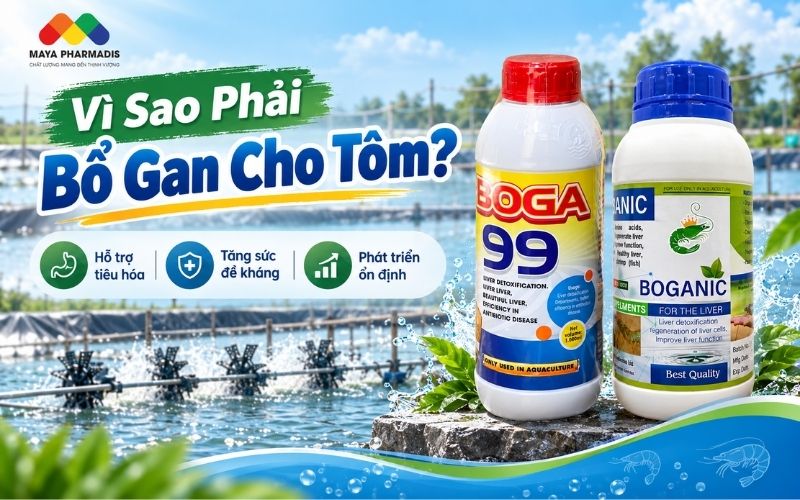 BỔ GAN CHO TÔM: LỢI ÍCH VÀ CÁCH CHĂM SÓC GAN TỤY