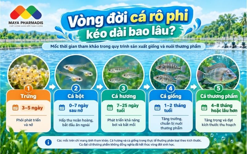 Vòng đời cá rô phi là bao lâu