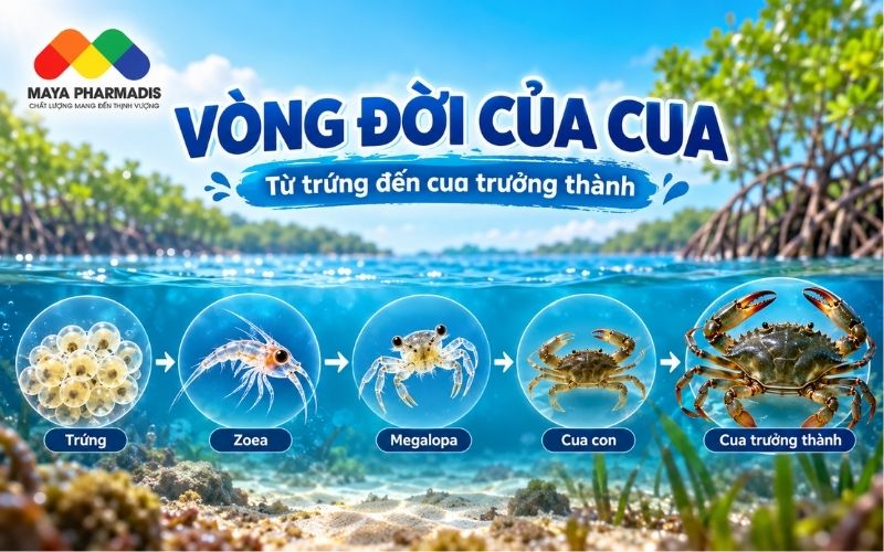 Vòng đời cua