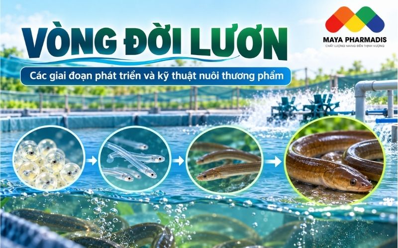 Vòng đời lươn - Các giai đoạn phát triển