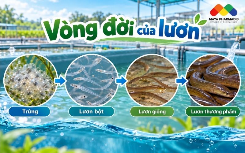 Vòng đời lươn