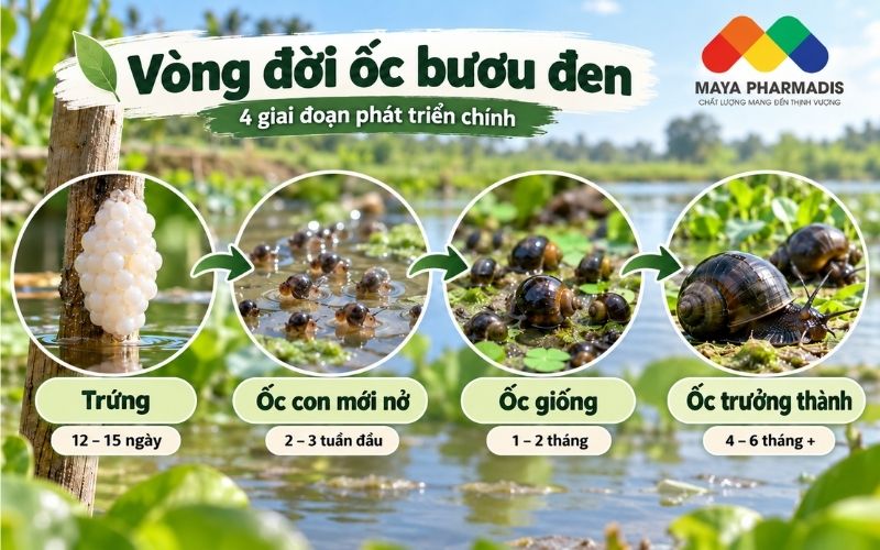 Vòng đời ốc bươu đen