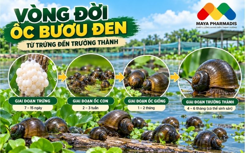 Vòng đời ốc bươu đen