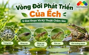 Vòng Đời Phát Triển Của Ếch: 5 Giai Đoạn Và Kỹ Thuật Chăm Sóc