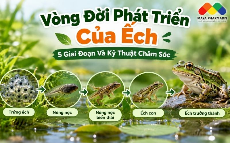 Vòng Đời Phát Triển Của Ếch: 5 Giai Đoạn Và Kỹ Thuật Chăm Sóc