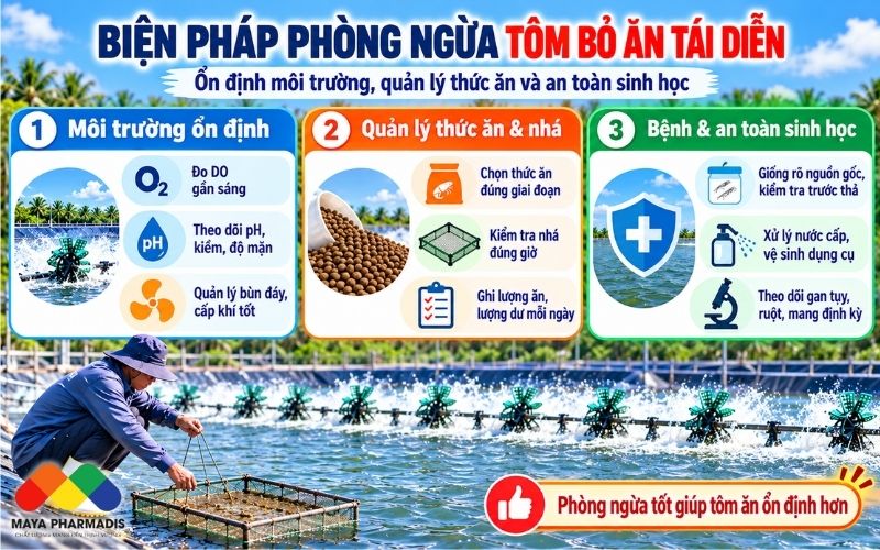 Biện pháp phòng ngừa tôm bỏ ăn tái diễn