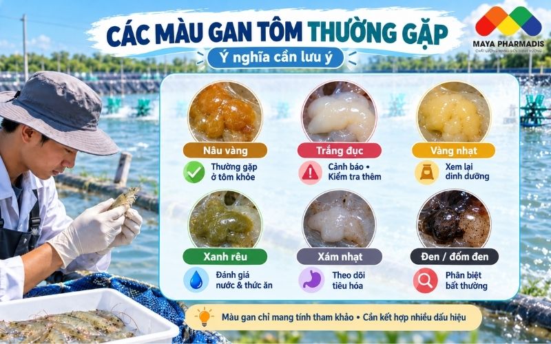 Các màu gan tôm thường gặp và ý nghĩa cần lưu ý