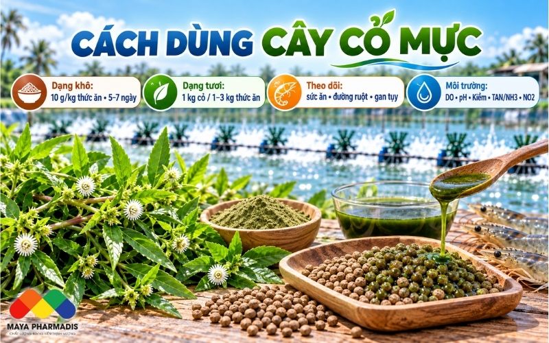 Cách sử dụng cây cỏ mực dạng khô