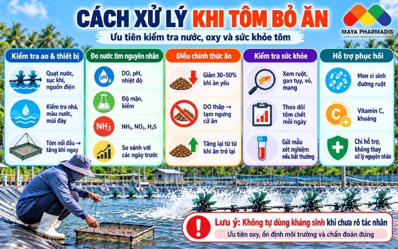 Cách xử lý khi tôm bỏ ăn trong ao nuôi