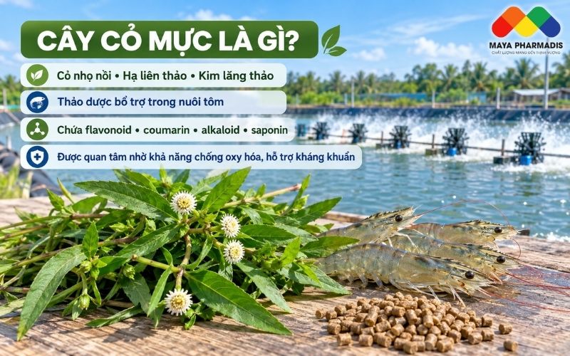 Cây cỏ mực là gì?