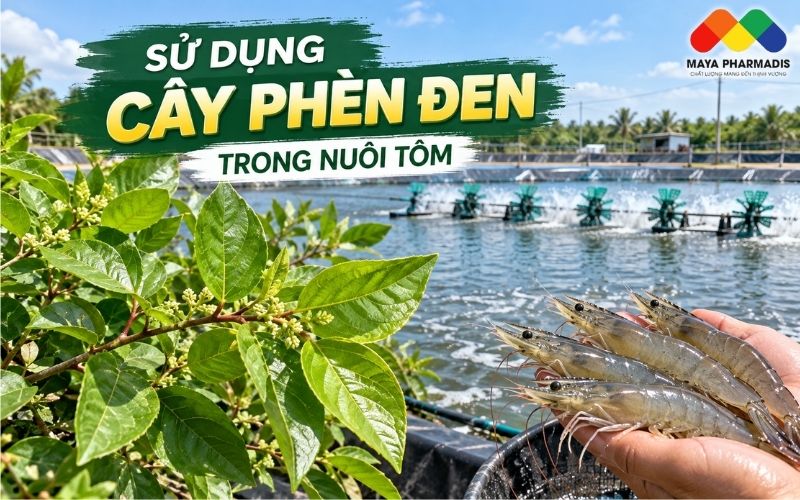 PHÈN ĐEN TRONG NUÔI TÔM: CÔNG DỤNG VÀ CÁCH SỬ DỤNG HIỆU QUẢ