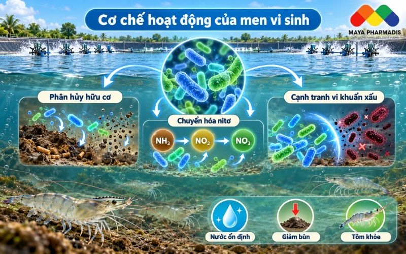 Cơ chế hoạt động của men vi sinh