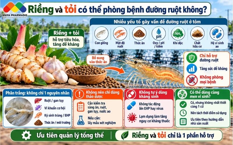 Riềng và tỏi có thể phòng bệnh đường ruột không?