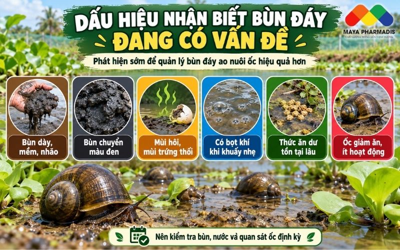 Dấu hiệu nhận biết bùn đáy đang có vấn đề