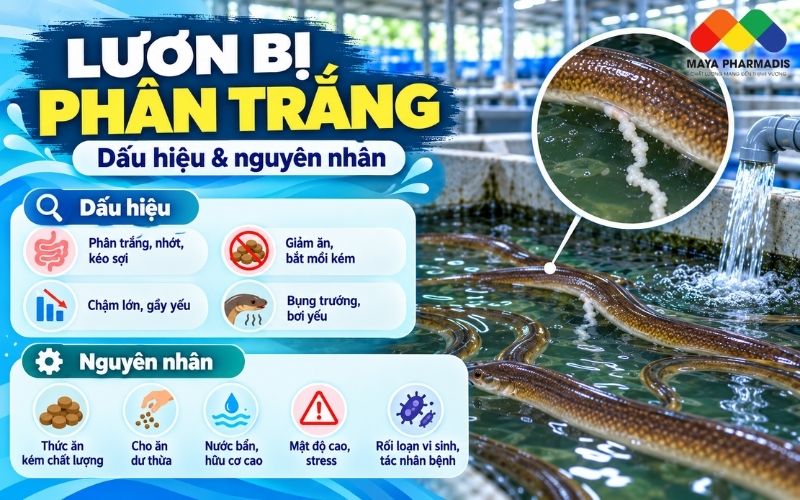 Dấu hiệu nhận biết lươn bị phân trắng
