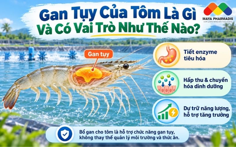Gan Tụy Của Tôm Là Gì Và Có Vai Trò Như Thế Nào?