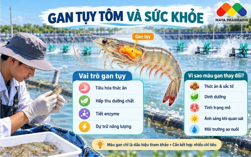 Gan tụy tôm có vai trò gì đối với sức khỏe?