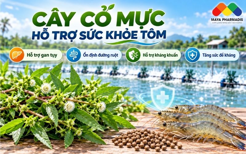 Cây cỏ mực hỗ trợ gan tụy của tôm
