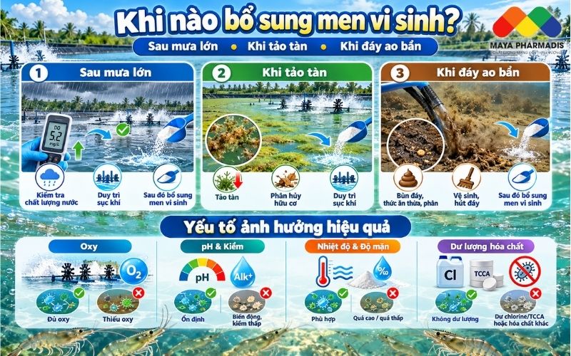 Thời điểm cần chú ý bổ sung men vi sinh