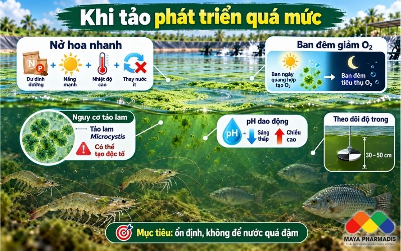 Khi tảo phát triển quá mức
