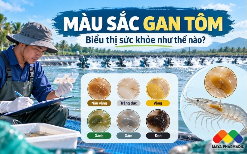 MÀU SẮC GAN TÔM: NHẬN BIẾT TÔM KHỎE, BẤT THƯỜNG QUA 6 MÀU