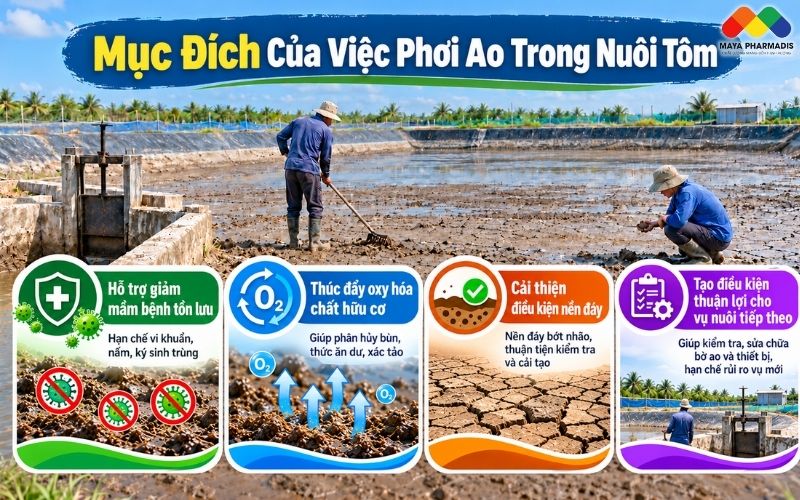Mục Đích Của Việc Phơi Ao Trong Nuôi Tôm