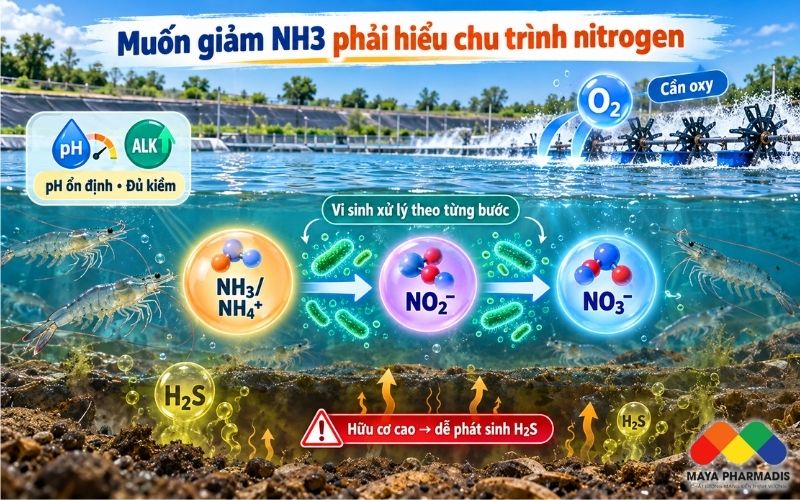 Muốn giảm NH3 phải hiểu chu trình nitrogen