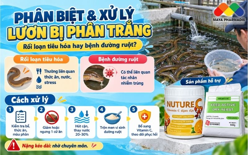 Phân biệt rối loạn tiêu hóa với bệnh đường ruột