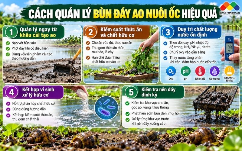 Cách quản lý bùn đáy ao nuôi ốc hiệu quả