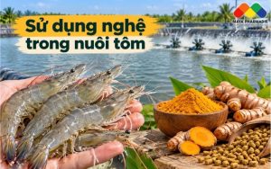 SỬ DỤNG NGHỆ TRONG NUÔI TÔM: GIẢI PHÁP THẢO DƯỢC HỖ TRỢ SỨC KHỎE VÀ TĂNG TRƯỞNG