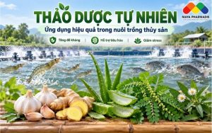 THẢO DƯỢC TỰ NHIÊN TRONG NUÔI TÔM CÁ: 5 LOẠI ĐƯỢC ỨNG DỤNG PHỔ BIẾN