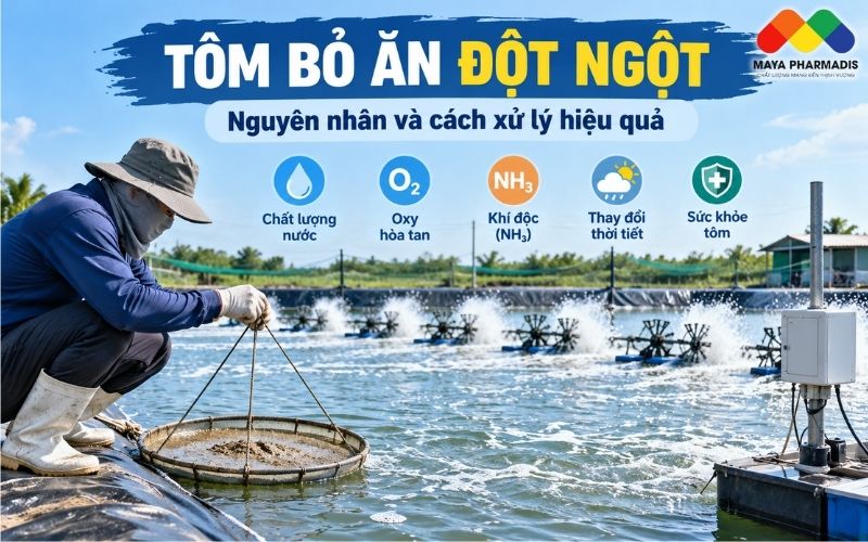 TÔM BỎ ĂN ĐỘT NGỘT: NGUYÊN NHÂN VÀ CÁCH XỬ LÝ HIỆU QUẢ