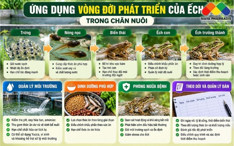Ứng dụng vòng đời phát triển của ếch trong chăn nuôi