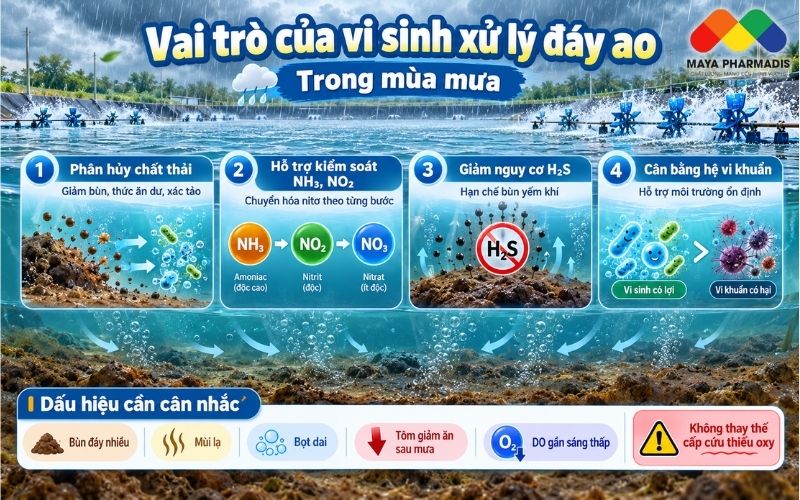 Vai trò của vi sinh xử lý đáy ao trong mùa mưa