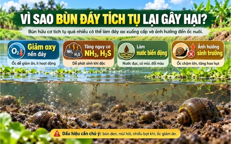 Vì sao bùn đáy tích tụ lại gây hại?