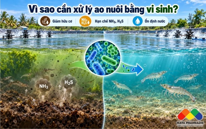 Vì sao môi trường ao nuôi cần được xử lý bằng vi sinh?