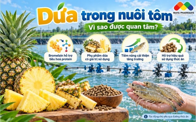 Vì sao dứa được quan tâm trong nuôi tôm?