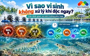 VÌ SAO VI SINH KHÔNG “ĂN ĐƯỢC” KHÍ ĐỘC NGAY TRONG AO TÔM?