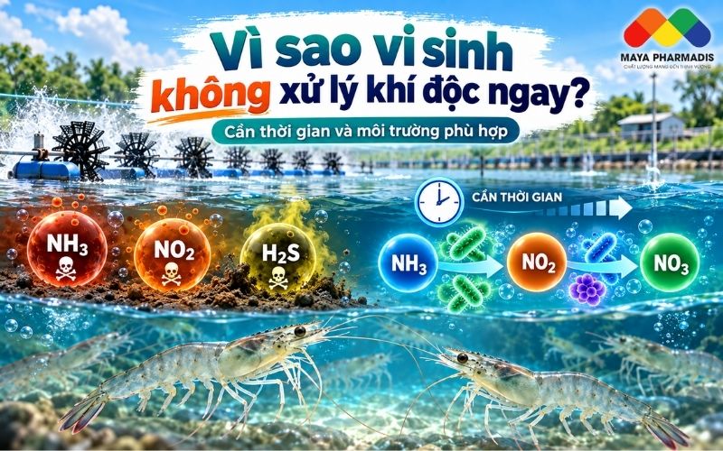 VÌ SAO VI SINH KHÔNG “ĂN ĐƯỢC” KHÍ ĐỘC NGAY TRONG AO TÔM?