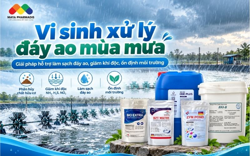VI SINH XỬ LÝ ĐÁY AO MÙA MƯA: CÁCH DÙNG HIỆU QUẢ