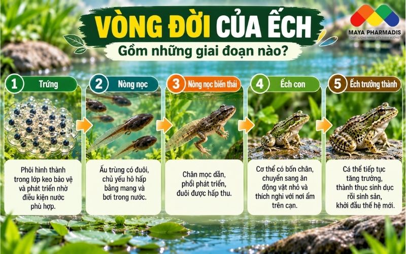 Vòng đời của ếch gồm những giai đoạn nào?