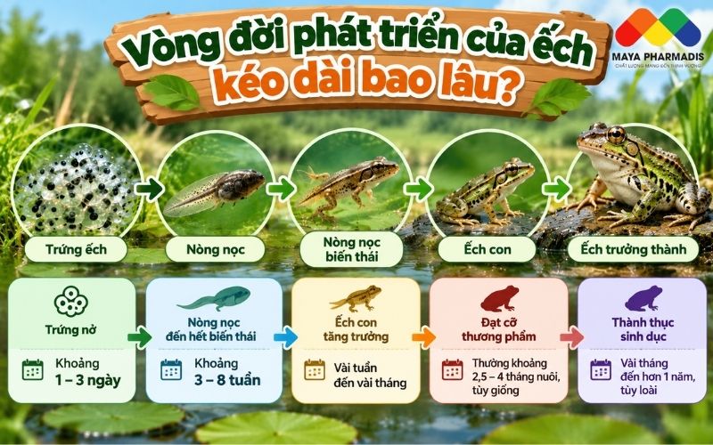 Vòng đời phát triển của ếch kéo dài bao lâu?